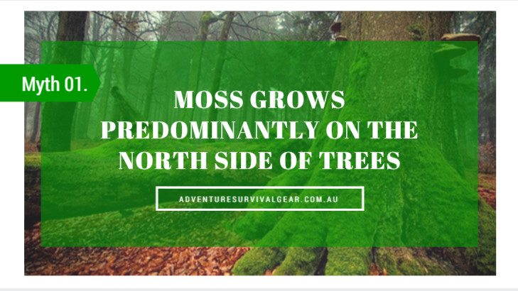Moss grows predominantly on the north side of trees