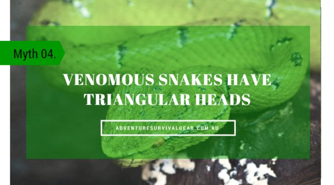 Venomous snakes have triangular heads